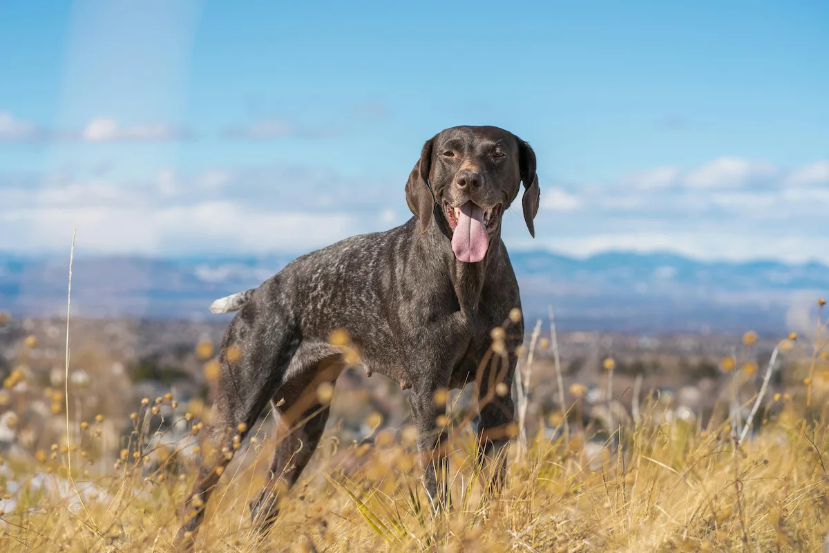 Cão no campo com a língua de fora ao lado de uma lagarta do pinheiro 