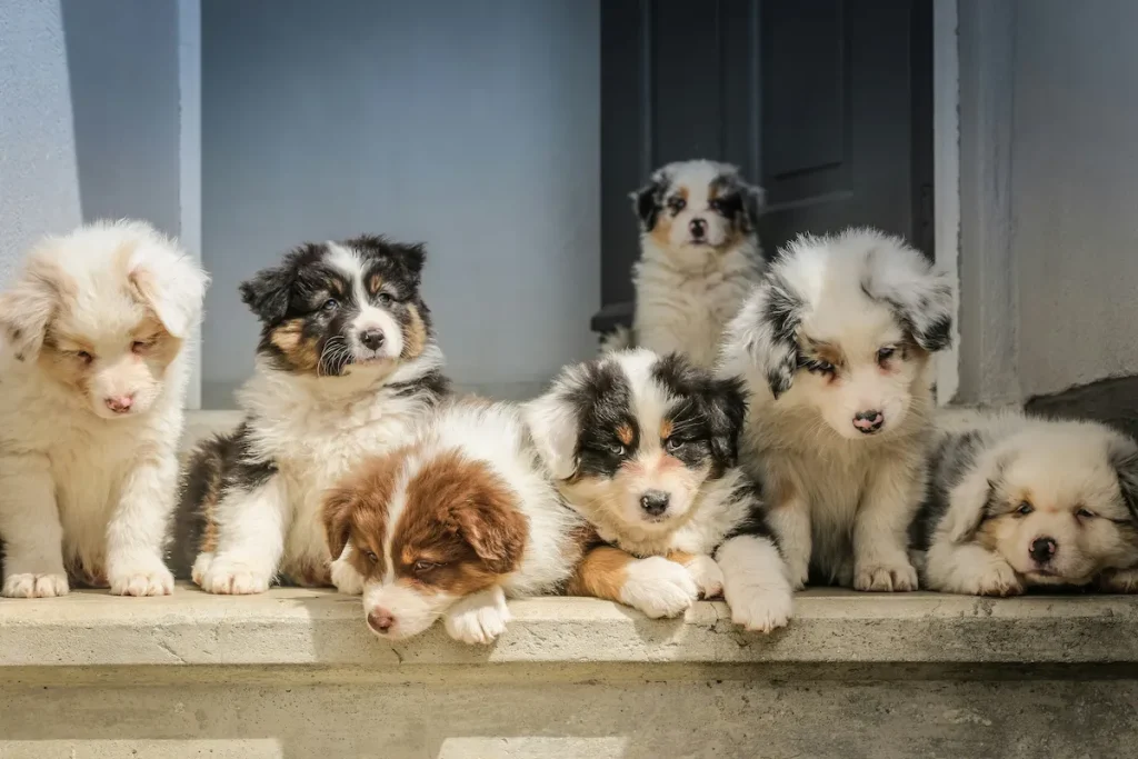 Ninhada de cães bebes , com 2 meses de idade