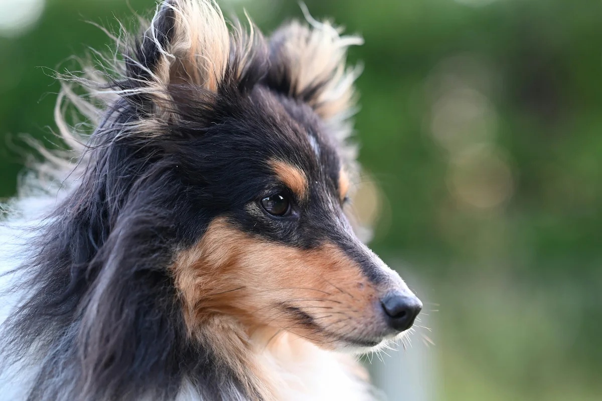 cão com pêlo comprido